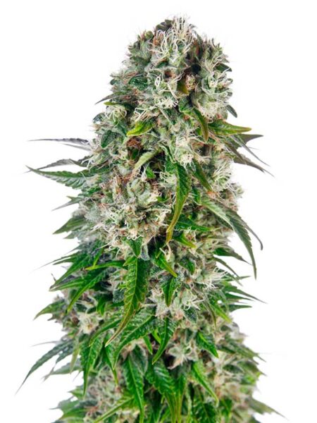 Big Bud Automatic seeds