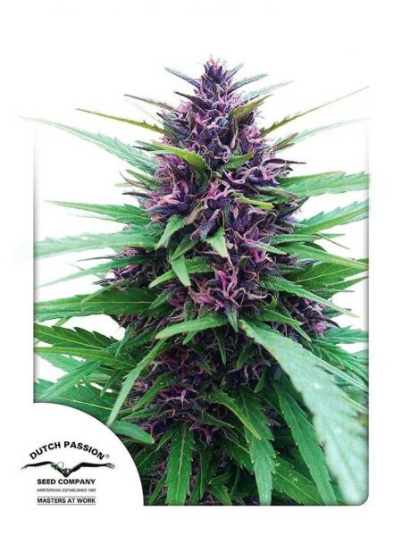 Shaman feminized seeds