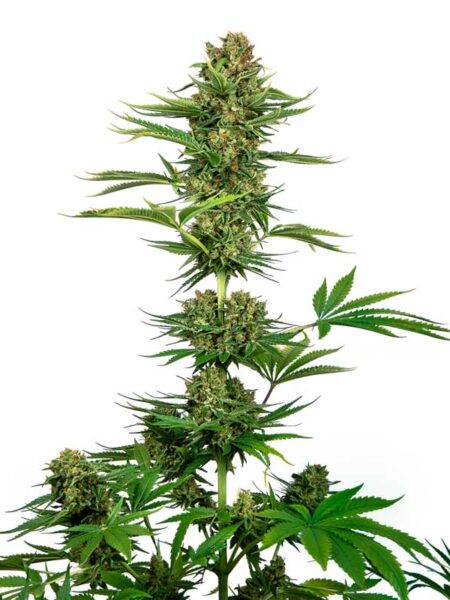 Satin Black Domina CBD feminized seeds