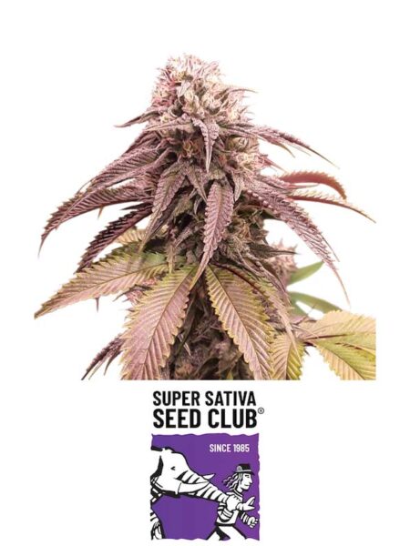 Strawberry Cookies feminized seeds