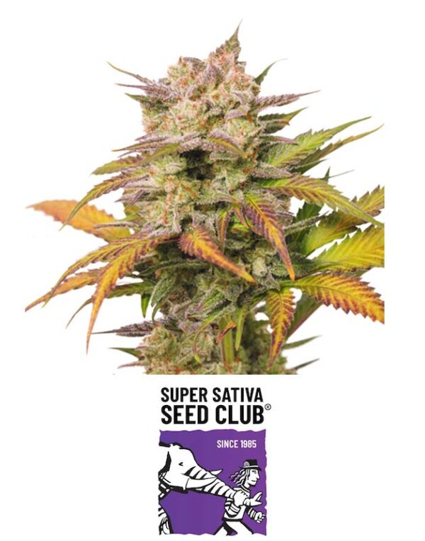 Sweet Bourbon Auto Kush seeds