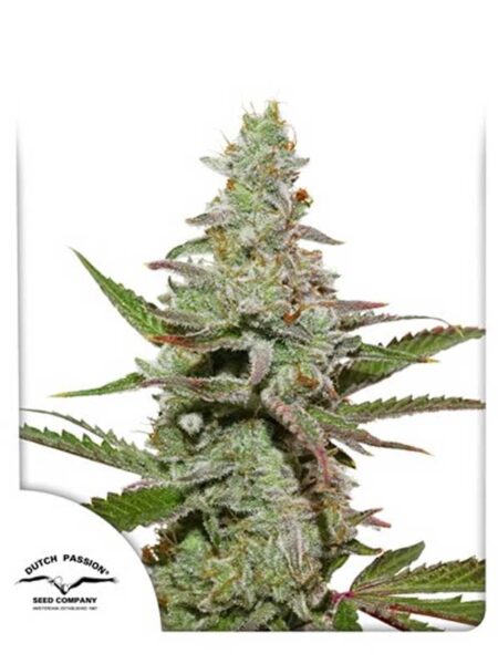 Amsterdam Amnesia feminized seeds