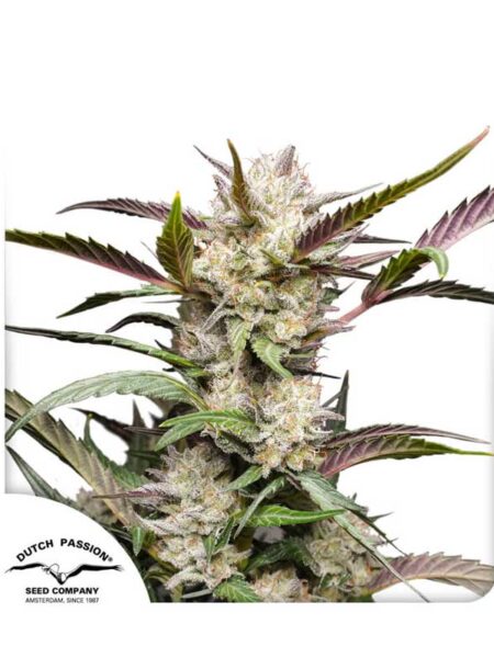 Auto Mimosa Punch feminized seeds