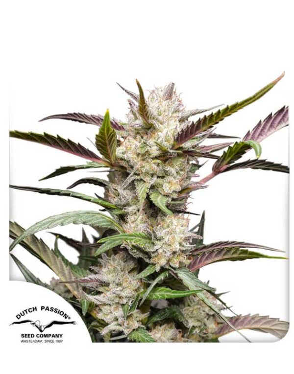 Auto Mimosa Punch feminized seeds