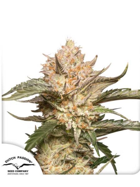 Auto Trichome & Cream feminized seeds