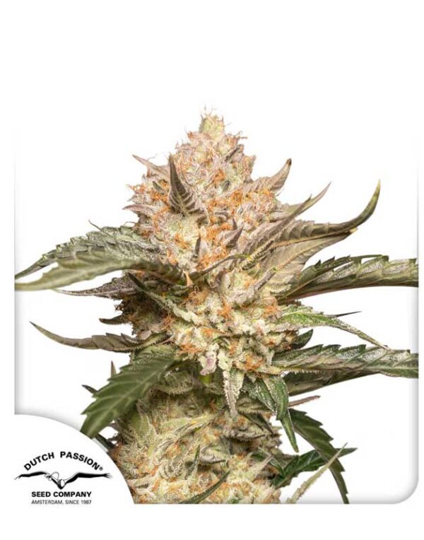 Auto Trichome & Cream feminized seeds