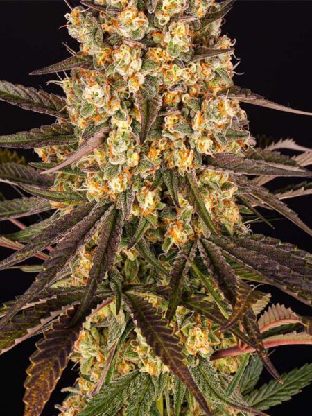 Banana Punch feminized seeds