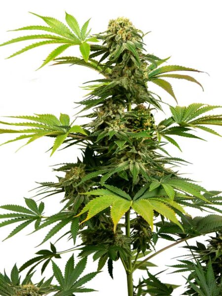 Black Harlequin CBD feminized seeds