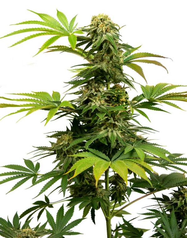 Black Harlequin CBD feminized seeds