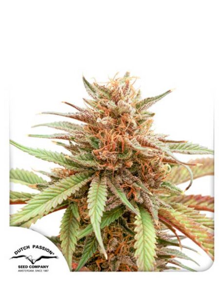 Durban Dew feminized seeds