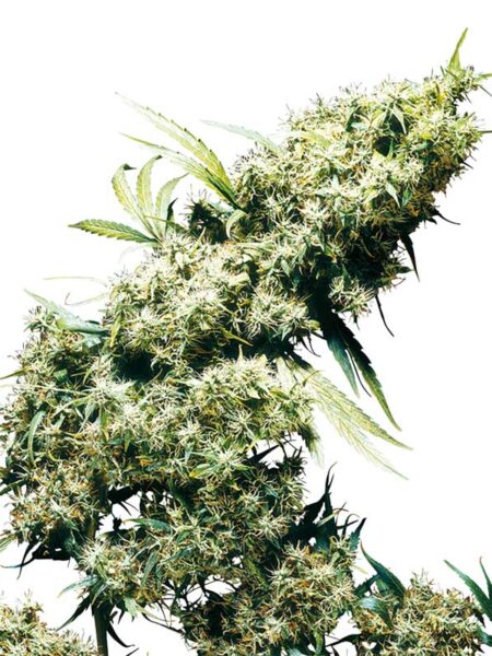 Jamaican Pearl feminized seeds