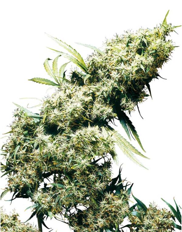 Jamaican Pearl feminized seeds