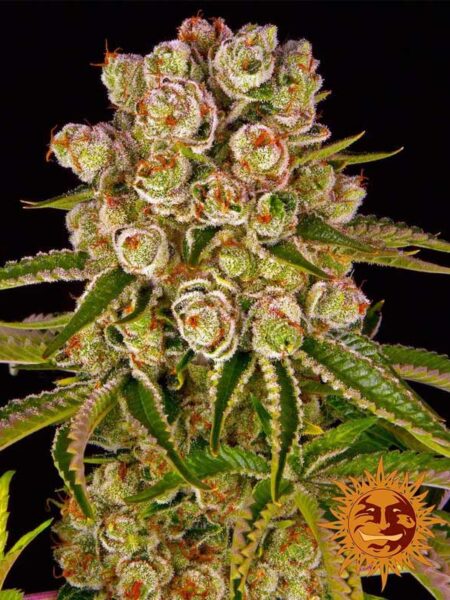 Kush Mintz feminized seeds