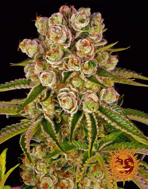 Kush Mintz feminized seeds