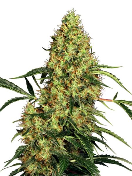 Mexican Sativa feminized seeds