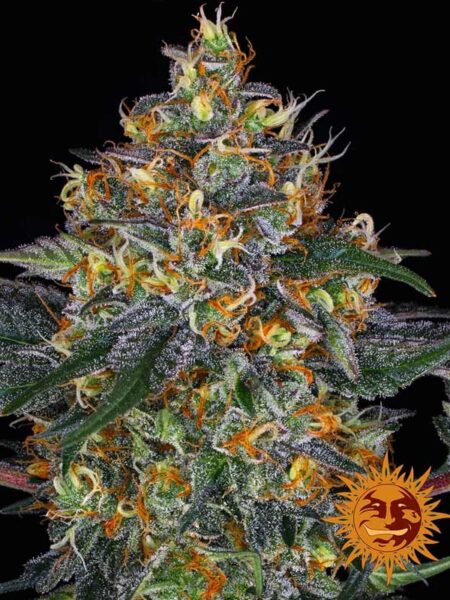 Moby Dick autoflower seeds