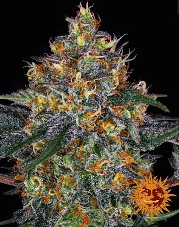 Moby Dick autoflower seeds