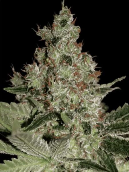 Acid feminized seeds