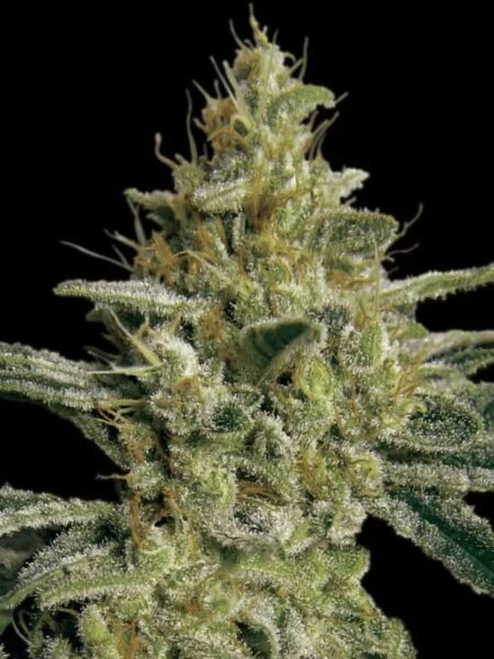 Paradise Seeds Allkush feminized seeds