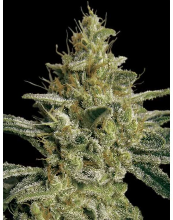 Paradise Seeds Allkush feminized seeds