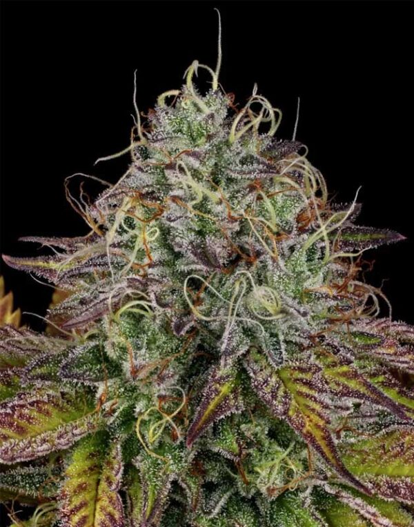 Apricot Candy feminized seeds