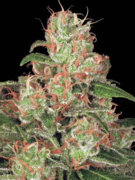 Auto Acid feminized seeds