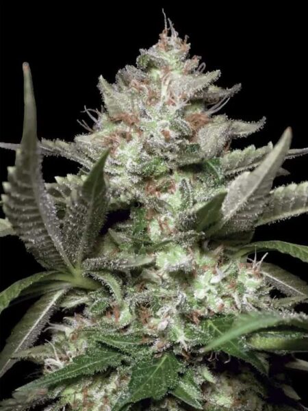 Auto Kong 4 feminized autoflower seeds