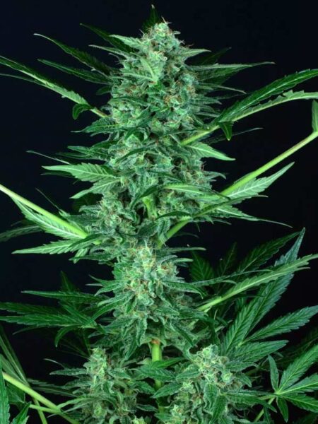 Auto Wappa feminized seeds