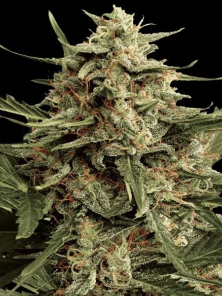 Automaria II feminized seeds