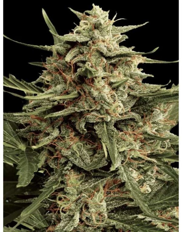 Automaria II feminized seeds