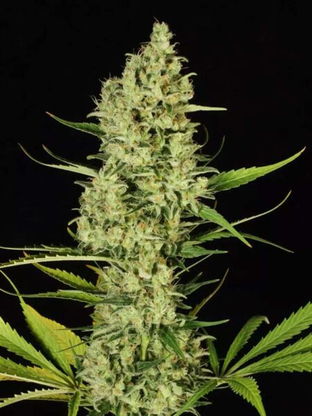 Paradise Seeds Delahaze feminized seeds