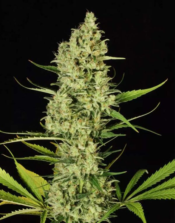 Paradise Seeds Delahaze feminized seeds