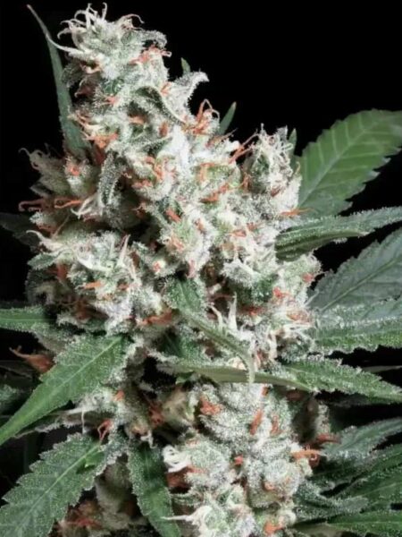 Paradise Seeds L.A. Amnesia feminized seeds