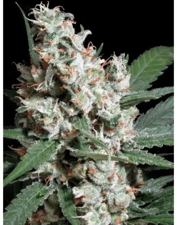 Paradise Seeds L.A. Amnesia feminized seeds