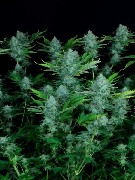 Nebula feminized seeds