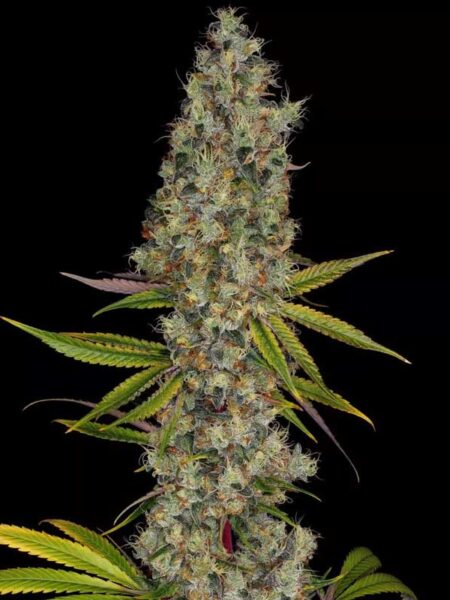 Paradise Seeds Rainbow Road feminized seeds