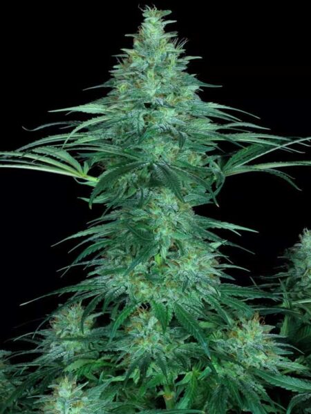 Sensi Star feminized seeds