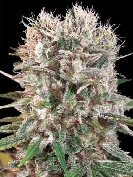 Paradise Seeds Wappa feminized seeds