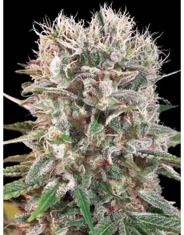 Paradise Seeds Wappa feminized seeds