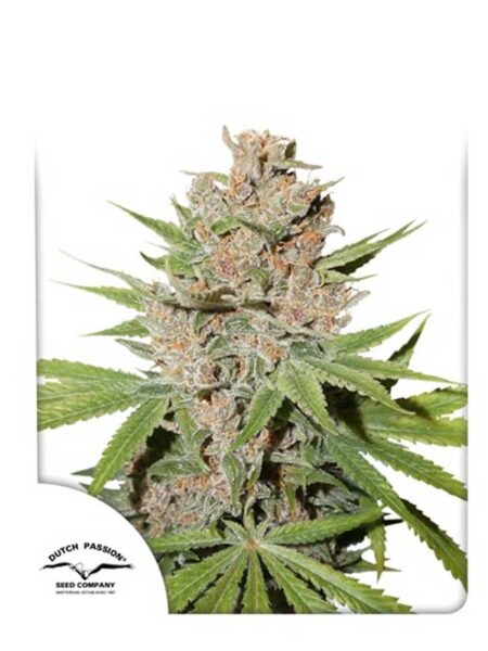 Passion Fruit feminized seeds