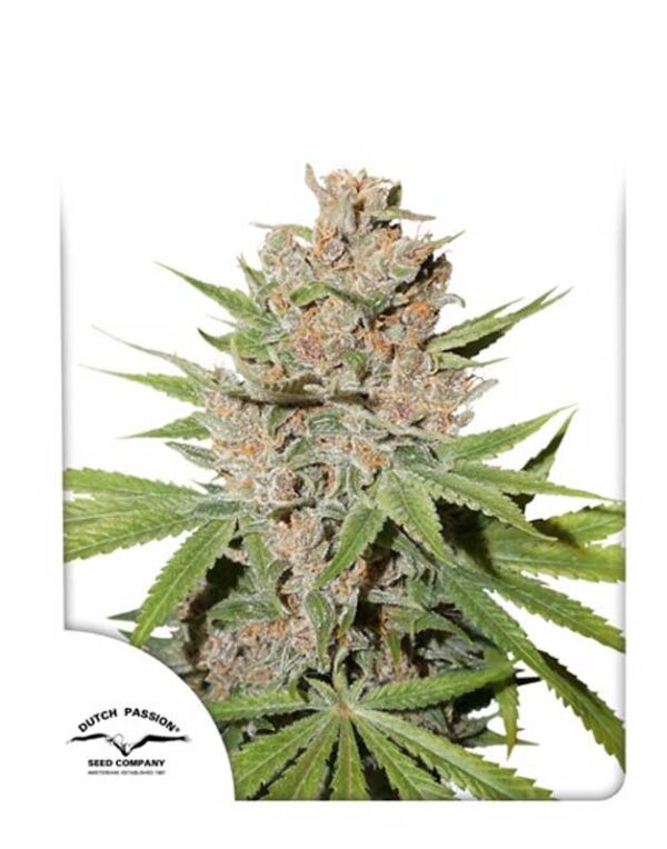 Passion Fruit feminized seeds