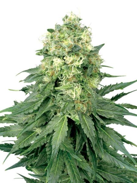 White Widow feminized seeds