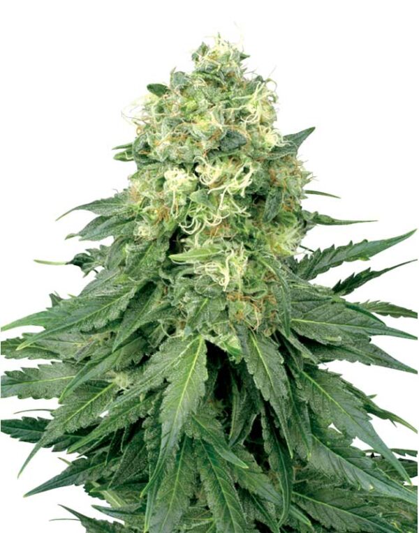 White Widow feminized seeds