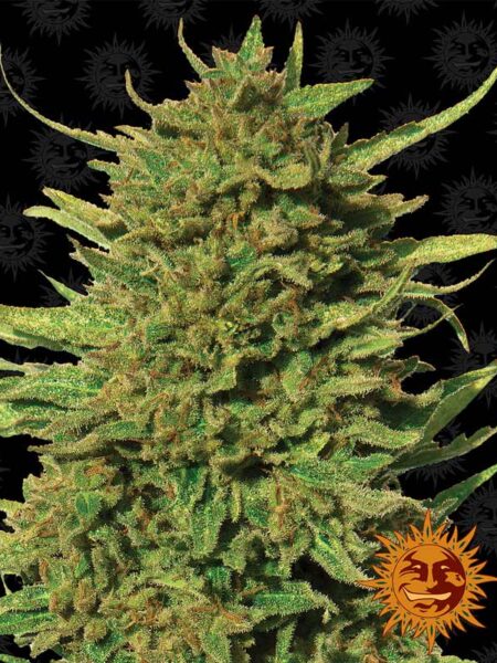 Critical Kush regular seeds