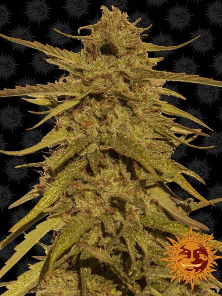 Pineapple Haze regular seeds