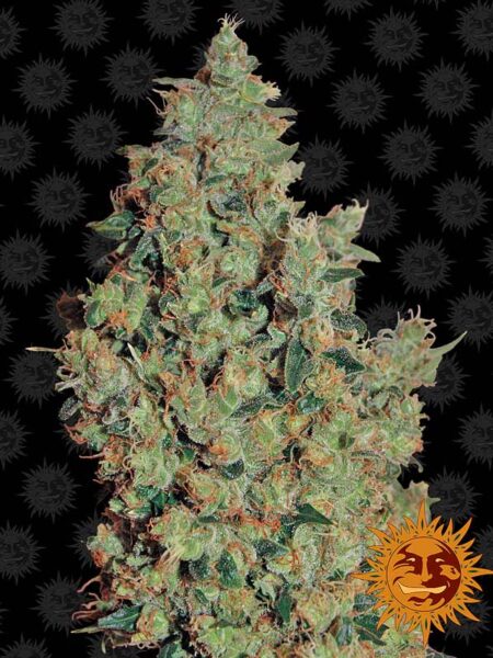 Tangerine Dream feminized seeds