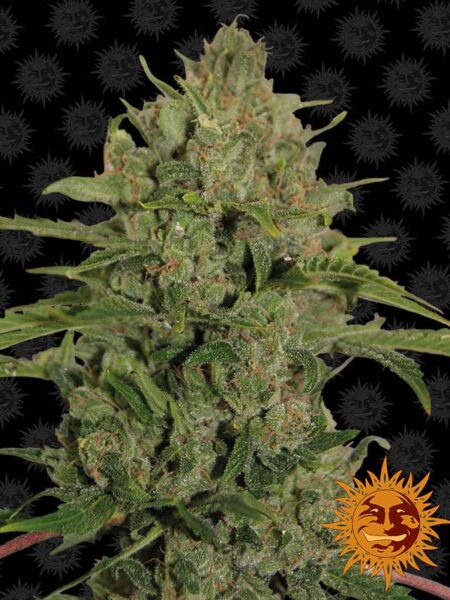 Triple Cheese feminized seeds