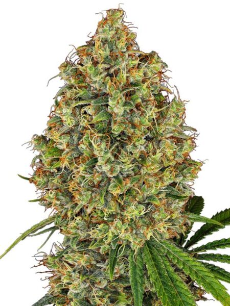 AK-420 feminized seeds