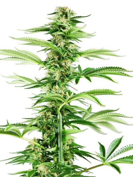 Honey Melon Haze feminized seeds