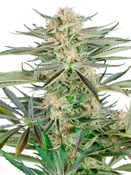 Screwdriver OG feminized seeds